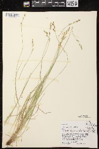 Carex bromoides image