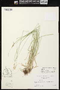 Carex bromoides subsp. bromoides image