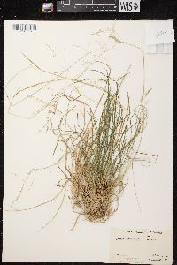 Carex bromoides subsp. bromoides image