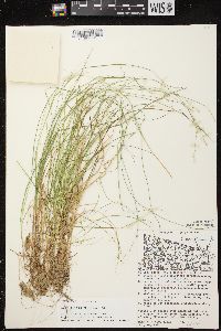 Carex brunnescens subsp. sphaerostachya image