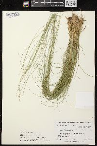 Carex brunnescens subsp. sphaerostachya image