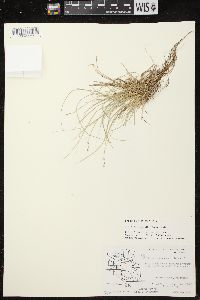 Carex brunnescens subsp. sphaerostachya image