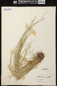 Carex brunnescens subsp. sphaerostachya image