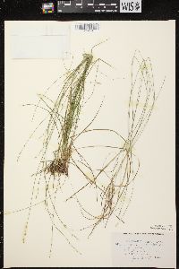 Carex brunnescens subsp. sphaerostachya image