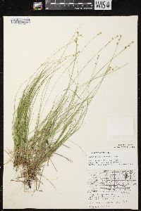 Carex brunnescens subsp. sphaerostachya image