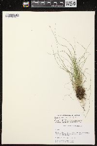 Carex brunnescens subsp. sphaerostachya image