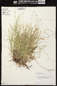 Carex brunnescens subsp. sphaerostachya image