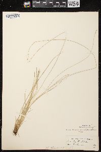 Carex brunnescens subsp. sphaerostachya image