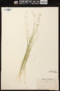 Carex brunnescens subsp. sphaerostachya image