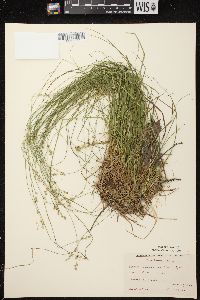 Carex brunnescens subsp. sphaerostachya image