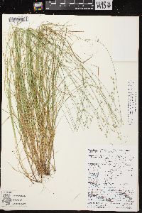 Carex brunnescens subsp. sphaerostachya image