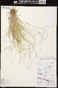 Carex brunnescens subsp. sphaerostachya image