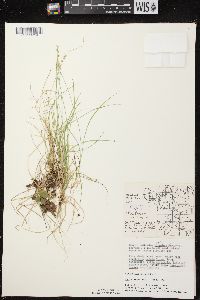 Carex brunnescens subsp. sphaerostachya image