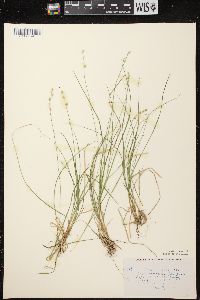 Carex brunnescens subsp. sphaerostachya image