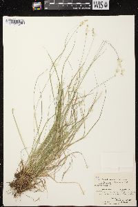 Carex brunnescens subsp. sphaerostachya image