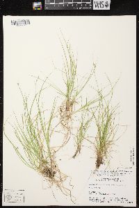 Carex brunnescens subsp. sphaerostachya image