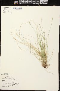 Carex brunnescens subsp. sphaerostachya image