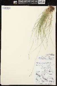 Carex brunnescens subsp. sphaerostachya image