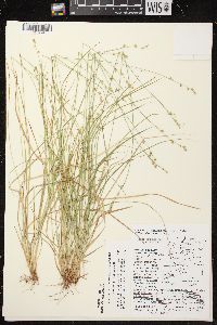 Carex brunnescens subsp. sphaerostachya image