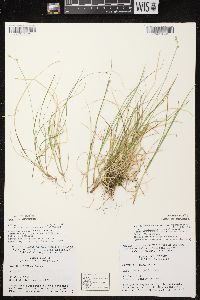 Carex brunnescens subsp. sphaerostachya image