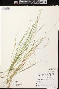 Carex brunnescens subsp. sphaerostachya image