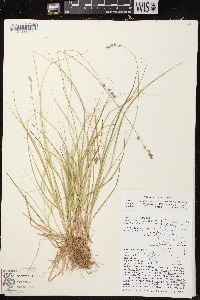 Carex brunnescens subsp. sphaerostachya image