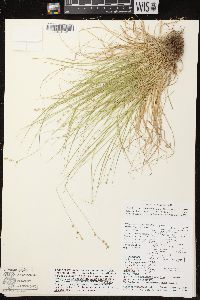 Carex brunnescens subsp. sphaerostachya image