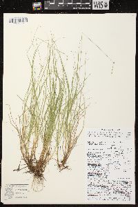 Carex brunnescens subsp. sphaerostachya image