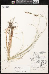 Carex buxbaumii image