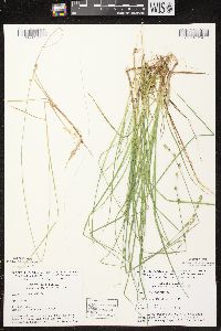 Carex canescens image