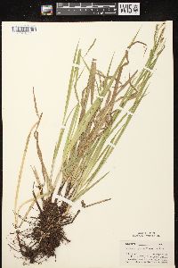 Carex gracillima image