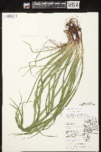 Carex gracillima image