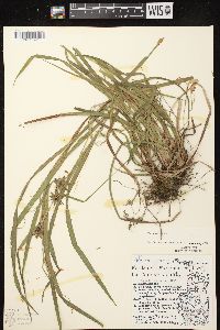 Carex grayi image