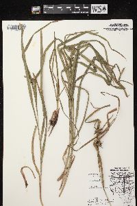 Carex grayi image