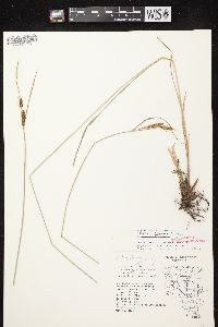 Carex haydenii image