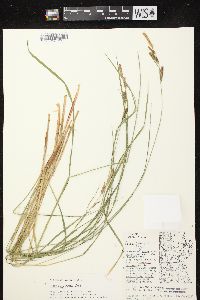 Carex haydenii image