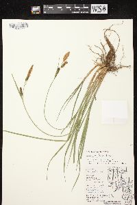 Carex haydenii image