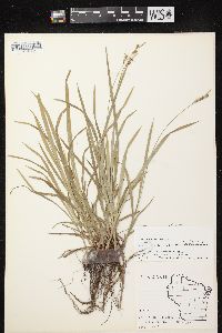 Carex hirtifolia image