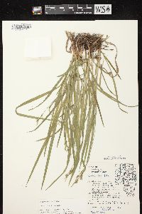 Carex hirtifolia image