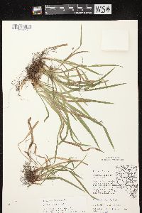 Carex hirtifolia image