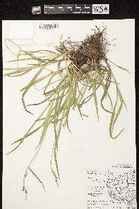 Carex hirtifolia image