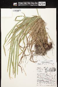 Carex hirtifolia image