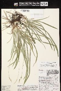 Carex hirtifolia image