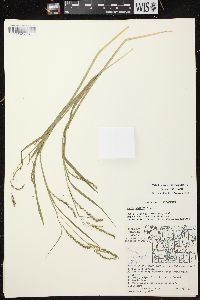 Carex arctata image