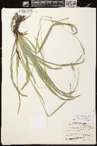 Carex arctata image