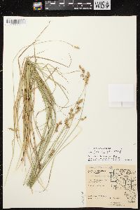 Carex brevior image