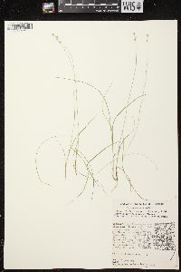 Carex brunnescens subsp. sphaerostachya image