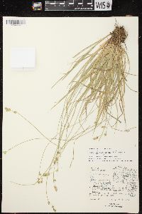 Carex deweyana var. deweyana image