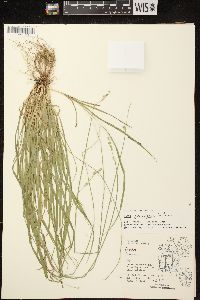 Carex deweyana var. deweyana image