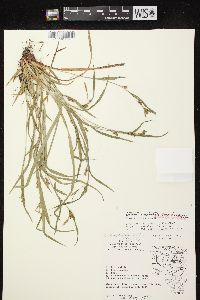 Carex grisea image